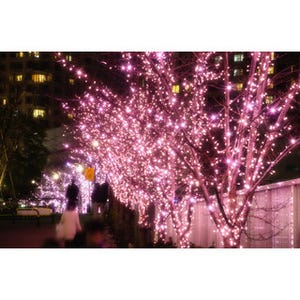 東京都・目黒川で"冬の桜"が満開に - 100%自給自足のイルミネーション開催