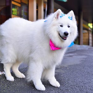 ふわっふわの真っ白大型犬も! 宿泊施設で会える"看板犬ランキング"発表