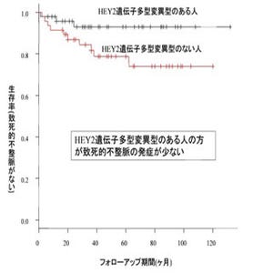 広島大学、突然死を引き起こす「ポックリ病」のリスク低減遺伝子を発見