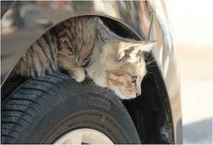 車の中に猫がいないか確認! 「#猫バンバン プロジェクト」開始