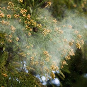 花粉症のためのアレルギー検査の種類や価格を眼科医が解説