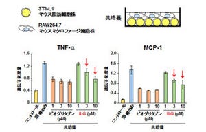 生薬甘草成分に内臓脂肪の炎症抑制効果 - メタボ治療薬開発へ期待