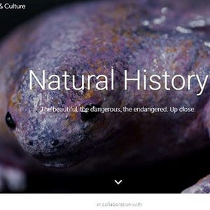 Google Arts and Cultureに「自然史コレクション」、恐竜描いたVR動画も