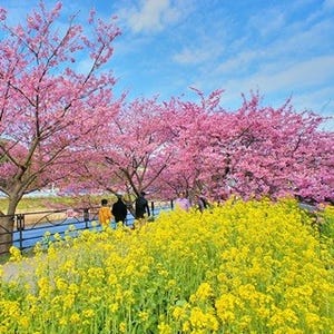 河津桜の本場でお花見を! 伊豆河津温泉郷で一足先に春を満喫する旅をしよう