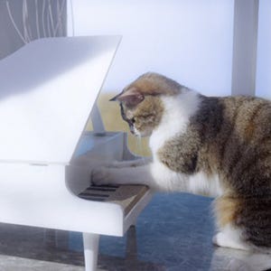 かわいすぎ! 猫が"理想の住まい"を探す動画、登場した理想の家をプレゼント