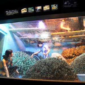 サンシャイン水族館が「水槽ピカピカ大作戦!」実施! 新年はキレイな水槽で