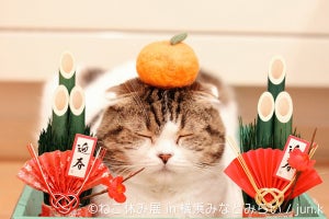 横浜が年末年始に猫まみれ!? 「ねこ休み展 in 横浜みなとみらい」開催