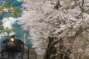 大井川鐵道、全線開通の井川線乗車と桜名所を訪ねる日帰りツアー