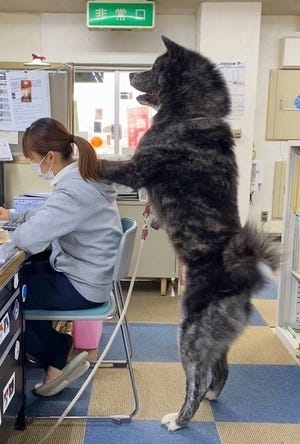 【デカっ】まだ1歳の秋田犬にツイッター騒然! その大きさに「熊?」「二度見した」「中に人が?」と驚きの声