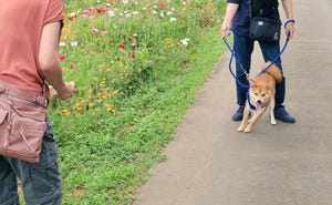 【絶対に撮らせない犬】花畑を背に凛々しく踏ん張る柴犬の姿がツイッターで話題に! 「あー、分かります! 」「体の斜めっぷりが全てを物語ってる」の声