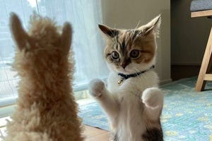 【やるにゃ!? 】マンチカン vs ぬいぐるみのアルパカ。子猫の可愛すぎるファイティングポーズに悶絶……!