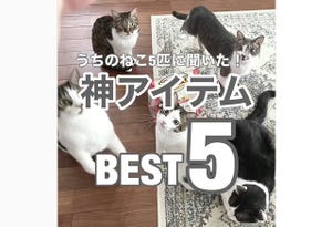 【それか～】「うちの猫に聞いた神アイテムBEST5」が自由すぎて爆笑! - 3位ジュースのフタ、2位ホイル、堂々の1位は?