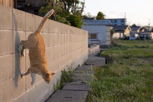 【忍者!?】壁を垂直に駆け降りる猫が話題に! - 「ジパングはネコチャンもニンジャ！」「重力の概念すら撃ち破る」と驚きの声多数