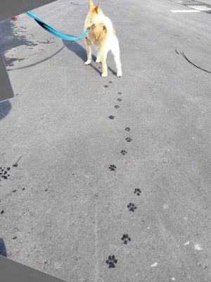 【もはやアート】愛犬が残した足跡が「美しすぎる」と話題に! -「か、かわいい…」「階段配置やん」