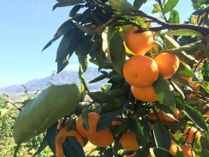 和歌山県かつらぎ町のふるさと納税「かつらぎ町産の旬の柑橘」3選