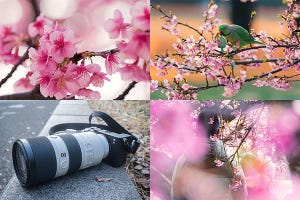 α Go Round 第8回 河津桜が待つ場所へ。ソニーGマスター望遠ズームで春を先撮り