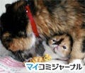 ネコ好きライターがゆく「あのネコに逢いたい!」 第1回 仮死状態での奇跡の誕生--「小さなタレ目猫」めめちゃん