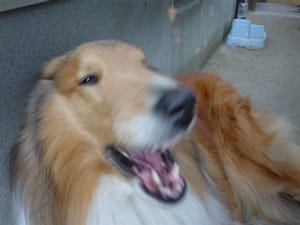 かわいい犬の画像を集めてみた 第1回 豪快にあくびをしている犬の画像集