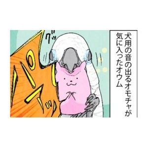 漫画「いたずらオウムの生活雑記」 第278回 犬用のオモチャ