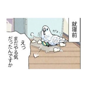 漫画「いたずらオウムの生活雑記」 第308回 中断はしたけれど……