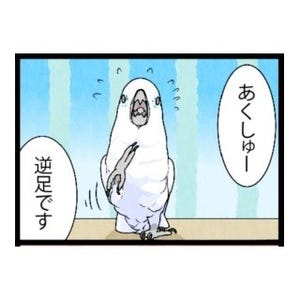 漫画「いたずらオウムの生活雑記」 第364回 あくしゅー