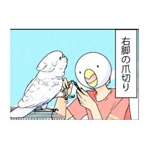 漫画「いたずらオウムの生活雑記」 第412回 肉を切らせて骨を断つ