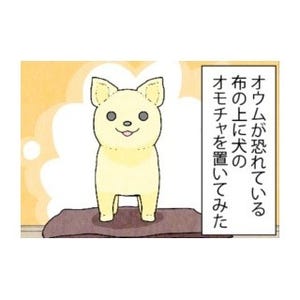 漫画「いたずらオウムの生活雑記」 第446回 犬のオモチャ! 襲えない!