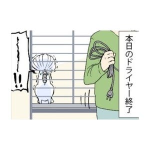 漫画「いたずらオウムの生活雑記」 第456回 ドライヤァァァァァァァ!!