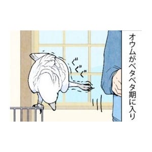 漫画「いたずらオウムの生活雑記」 第469回 ベタベタ期到来!
