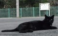 ちょっとシュールに「猫街鉄道放浪記」 第15回 駅の主、黒猫に会う - 鶴見線支線編
