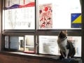 ちょっとシュールに「猫街鉄道放浪記」 第23回 猫と鶴見線、江の島