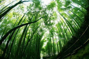 旅行に行ったら訪れないとソンな場所 第11回 緑が目に優しい京都嵐山の竹林
