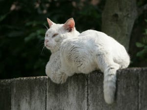 東京でのんびり暮らす外猫たち 第1回 猫「我輩は猫である。お餅ではない」