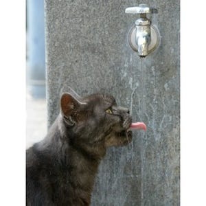 東京でのんびり暮らす外猫たち 第379回 ここまで豪快な水の飲み方は初めて見た