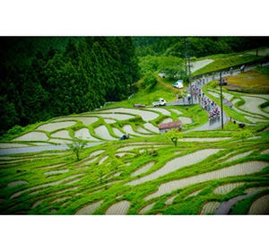 世界の自転車レースから 第48回 季節で味わいが変わる丸山千枚田、今日は自転車と - ツール・ド・熊野2011