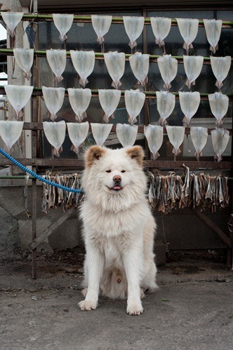 青森まで、あのブサかわいい秋田犬「わさお」に会いに行こう!