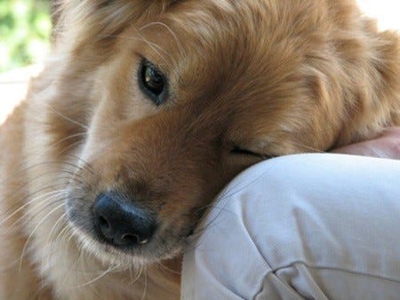 犬好きに朗報! 「犬と触れ合うと愛情ホルモンがお互いに増加」と豪研究