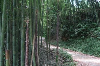 東京から一時間の田舎暮らし! 「湘南番外地スローライフ」 (10) 初夏限定のタケノコを収穫する