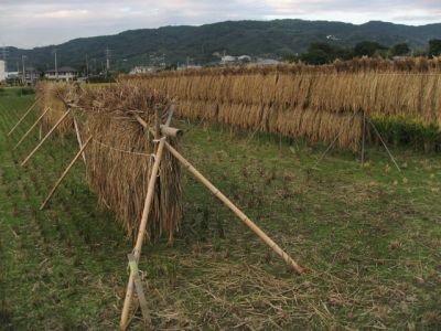 東京から一時間の田舎暮らし! 「湘南番外地スローライフ」 (28) 自分たちで育て上げた米とそばを食べる