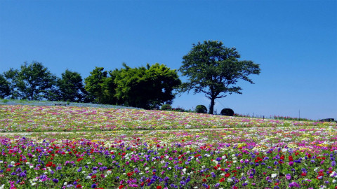 旅行に行ったら訪れないとソンな場所 (2) まるで花のカーペット!　美しい花が咲き誇る那須フラワーワールド