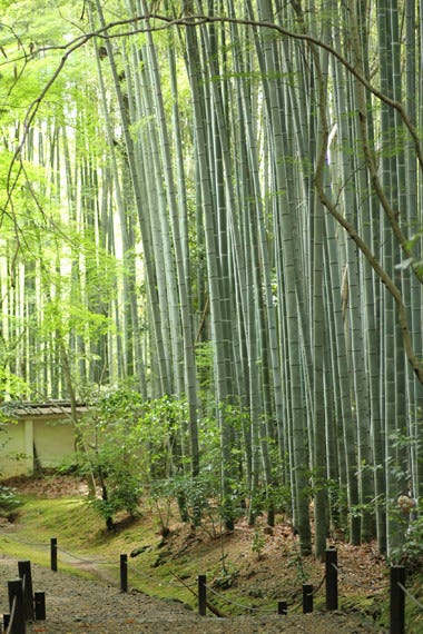 観光で行きたい全国の穴場スポット (8) 竹の隙間から優しい光がこぼれる参道、京都の隠れた名刹「地蔵院」