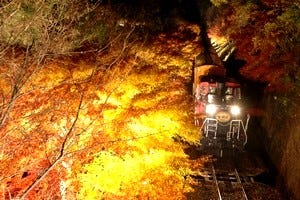 京の夕闇に光り輝く紅葉列車 