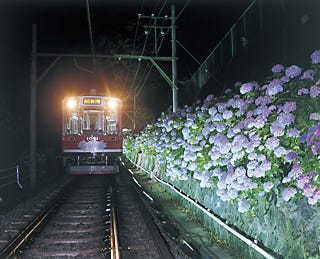 ライトアップした箱根の紫陽花を鑑賞できる「夜のあじさい号」予約受付開始