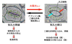 名大、植物の気孔調整タンパク質を解析 