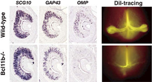 東工大ら、動物がフェロモン分子を感知する神経細胞の生成メカニズムを解明