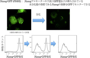 理研、マウス由来ES/iPS細胞の万能性をCCL2タンパク質が維持することを発見