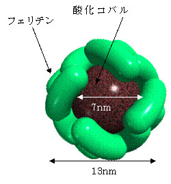 NAIST、たんぱく質を用いて3次元フローティングゲートメモリを実現