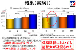 森永、EMR(酵素処理ルチン)に筋肥大を促す効果があることを発見