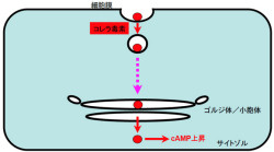 東大など、コレラ毒素が細胞内に侵入する経路を発見