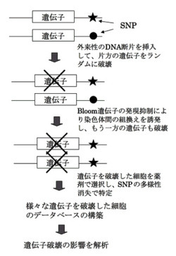 阪大、ES細胞での遺伝子機能を迅速に解析できる手法を開発